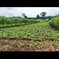 Dijual Tanah Sawah 85 ribu/m Kedawung Sragen