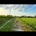 Dijual Rumah Asri Tengah Sawah Kedawung Sragen