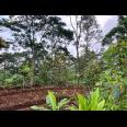 Kebun Durian 2233m² Hanya 350 Juta Kemuning Karanganyar 