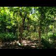 Tanah Cocok Untuk Kebun Durian Kerjo Karanganyar