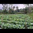Tanah 300m² Kawasan Wisata Strategis Tawangmangu 