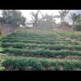 Tanah Datar Tawangmangu, Karanganyar 216m²