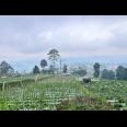 Tanah 1068m² View Cantik Tanpa Halang Ngargoyoso
