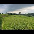  Sawah Subur 5000m² Karangpandan Karanganyar 