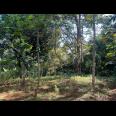 Tanah 1700m² Bonus Rumah Limasan Mojogedang  