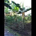  Tanah Strategis 152m² View Gunung Lawu Tawangmangu 