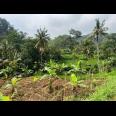 Tanah Istimewa Dekat Sungai 750m Utara Candi Cetho 