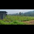 Tanah 1000m² Udara Dingin Kawasan Wisata Ngargoyoso 