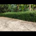 Kebun Durian Siap Panen 1282m Mojogedang