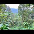 Kebun Durian Siap Panen 7700m 500Jt Jenawi Karanganyar 
