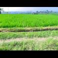 Tanah View Gunung Lawu 1000m Karanganyar Utara 