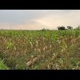 Tanah 3550m² Cocok Untuk Kebun Buah Karanganyar 