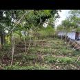 Tanah 439m² Kawasan Wisata Kemuning Cocok Untuk Villa 
