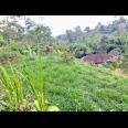 Tanah 800m² Cocok Untuk Kebun Buah Ngargoyoso 
