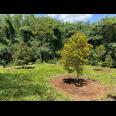 Kebun Durian Subur 1000m Kerjo, Karanganyar 