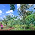 Kebun Durian 1900m Subur Mojogedang Karanganyar 