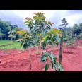 Kebun Buah 2627m² View Hamparan Sawah Karanganyar 