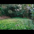 Dijual Tanah Cocok Untuk Kebun Buah Timur Pasar Jambangan Mojogedang