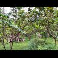 Tanah Kebun Jambu Kemuning Karanganyar