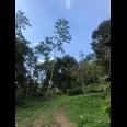 Dijual Kebun Durian 7800m2 Matesih Karanganyar