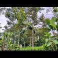 Dijual Tanah Kebun Durian Mojogedang Karanganyar