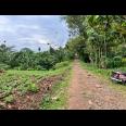 Dijual Tanah Sawah 85 ribu/m Kedawung Sragen