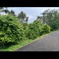 Tanah Kebun Durian 1609m² Ngargoyoso Karanganyar 