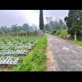 Tanah 1068m² View Cantik Tanpa Halang Ngargoyoso