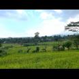 Sawah Subur 5000m² Karangpandan Karanganyar 