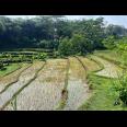 Tanah Subur 4000m² Udara Dingin Karangpandan 