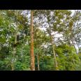 Kebun Durian Siap Panen 1282m Mojogedang