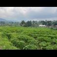 Tanah 1500m² Kawasan Pegunungan Karanganyar 