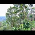 Kebun Durian Siap Panen 7700m 500Jt Jenawi Karanganyar 