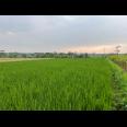 Tanah 3550m² Cocok Untuk Kebun Buah Karanganyar 