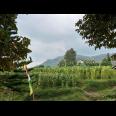 Tanah 439m² Kawasan Wisata Kemuning Cocok Untuk Villa 