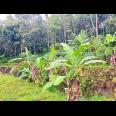 Tanah 1690m² Dekat Aliran Sungai Ngargoyoso  