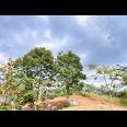 Tanah 8000m² Cocok Untuk Kebun Buah Karanganyar 