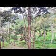 Tanah Kebun Durian 8594m² Siap Panen Karanganyar 