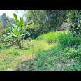 Tanah Kebun Durian 65Jt 500m Ngargoyoso Karanganyar 