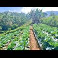 Tanah 7000m² Cocok Untuk Wisata Kebun Buah Ngargoyoso 