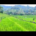 Tanah Murah 3000m 200rb/m Ngargoyoso, Solo