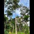 Kebun Durian Siap Berbuah Karanganyar