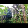 Jual Tanah Kebun Durian Jumantono Karanganyar