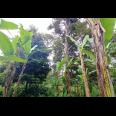 Jual Tanah Kebun Durian Jumantono Karanganyar
