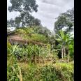 Tanah Kebun Durian Bonus Rumah Karangpandan Karanganyar