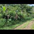 Kebun Durian 1237m² Kawasan Wisata Kemuning, Karanganyar 