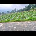 Tanah 1068m² View Cantik Tanpa Halang Ngargoyoso