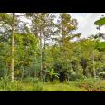 Kebun Durian Siap Panen 1282m Mojogedang
