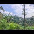 Tanah 800m² Cocok Untuk Kebun Buah Ngargoyoso 
