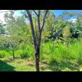 Kebun Durian 1000m² Bonus Bangunan Karanganyar 